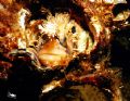   Mossyheaded Warbonnet living old barnacle shellTaken Browning Wall Port Hardey Vancouver Island British Columbia  